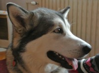 /album/tuzkopsi/rozinka-mm-jpg/