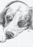 /album/tuzkopsi/a19-betka-kresba-m-jpg/