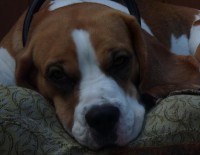 /album/tuzkopsi/a19-betka-foto-jpg/